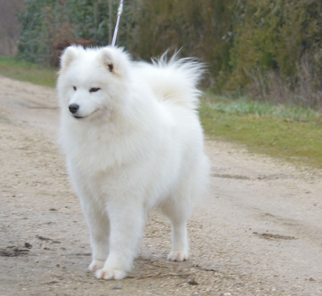 Publication : of artic cobaka 