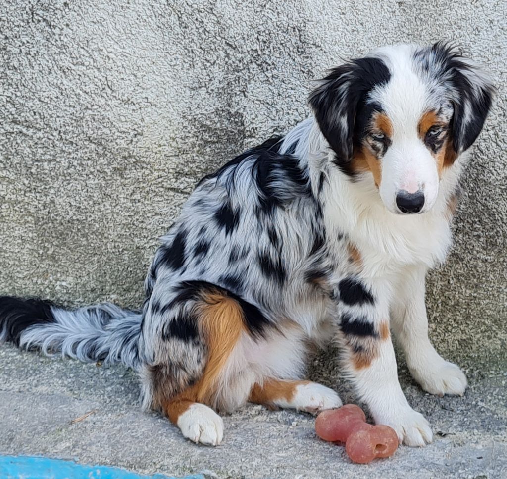 Publication : Du caire de la prairie Auteur : D Courvoisier