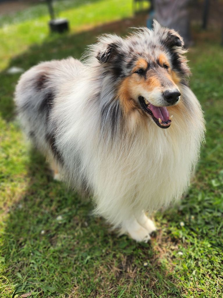 Publication : Son Altesse Royale 