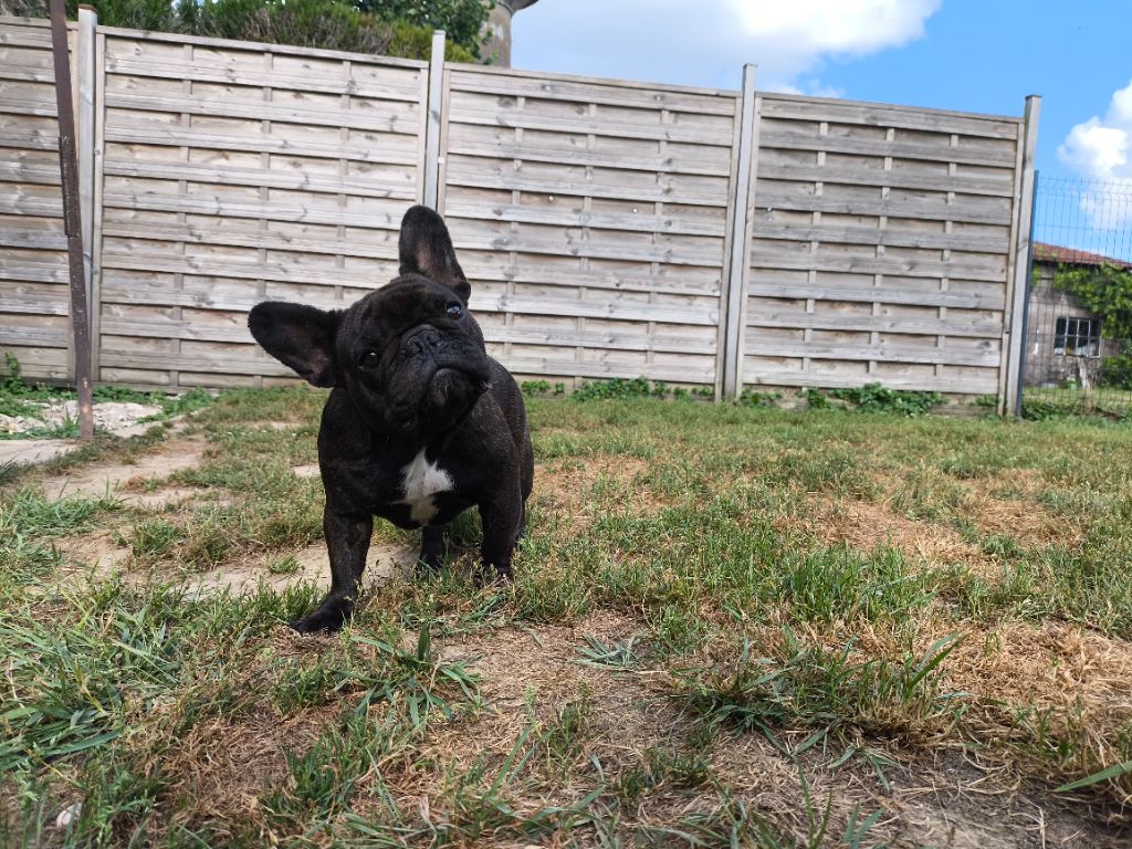 Publication : De La Futaie Des Merveilles 