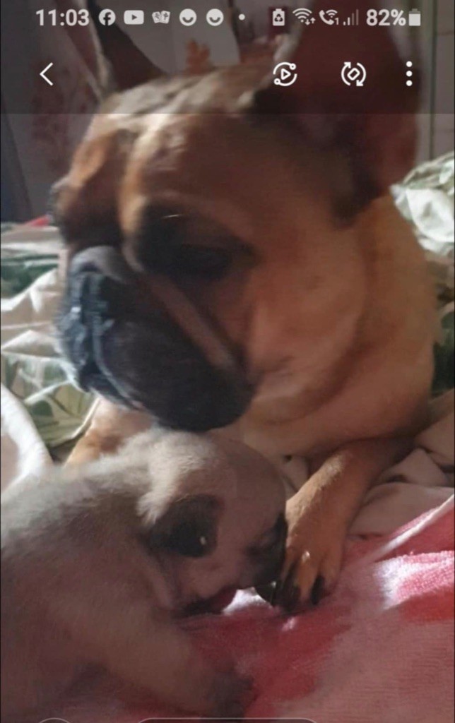 Publication : du vallon des furby's Auteur : Muriel Barra 