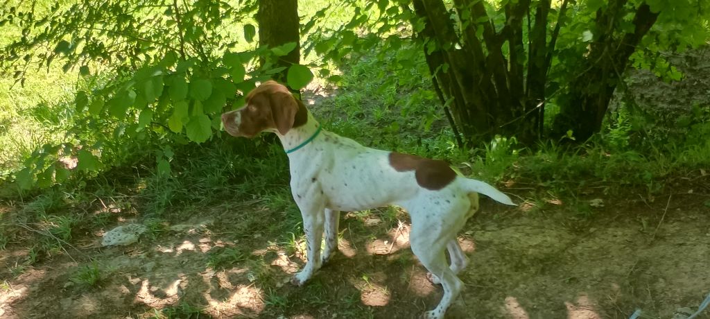 Publication : Des Côteaux de l'Autonne Auteur : Melanie Pabis