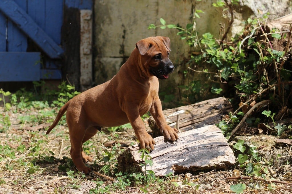 Publication : Magic Of The Red Moon 