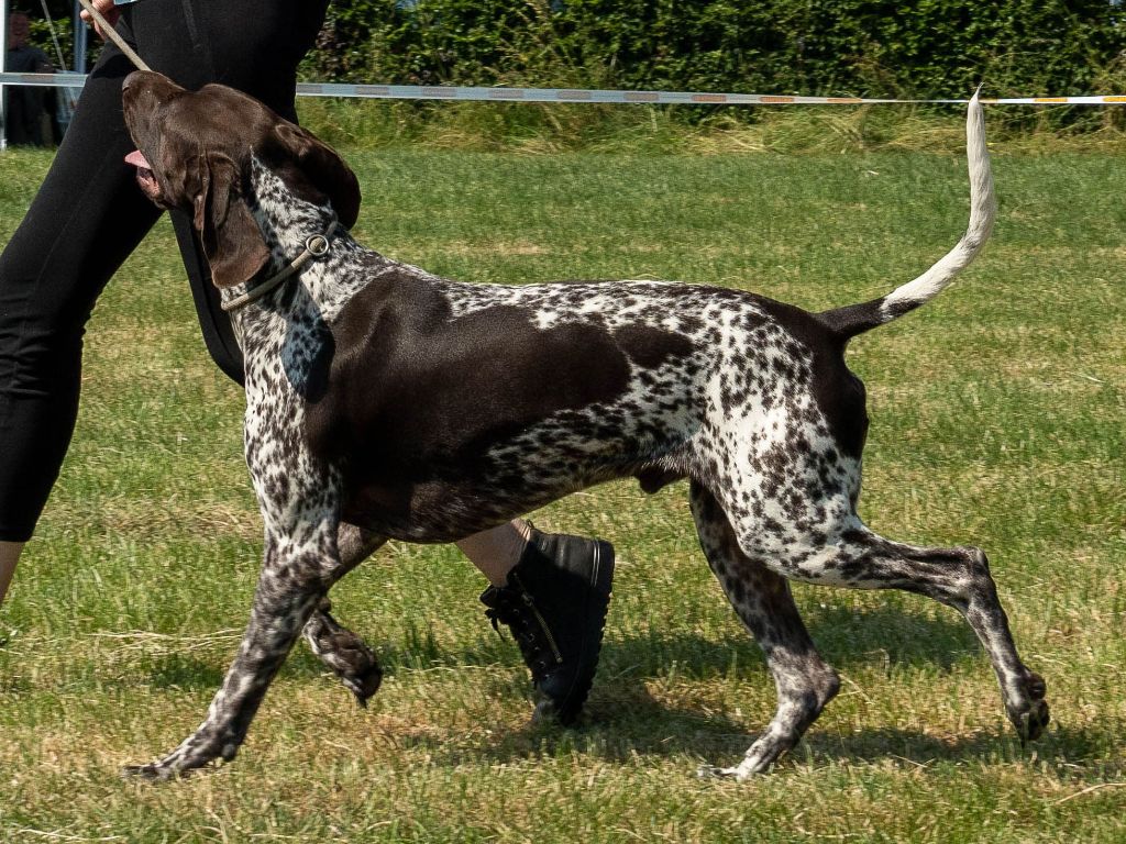 Publication : V.D. Stroomdrift 