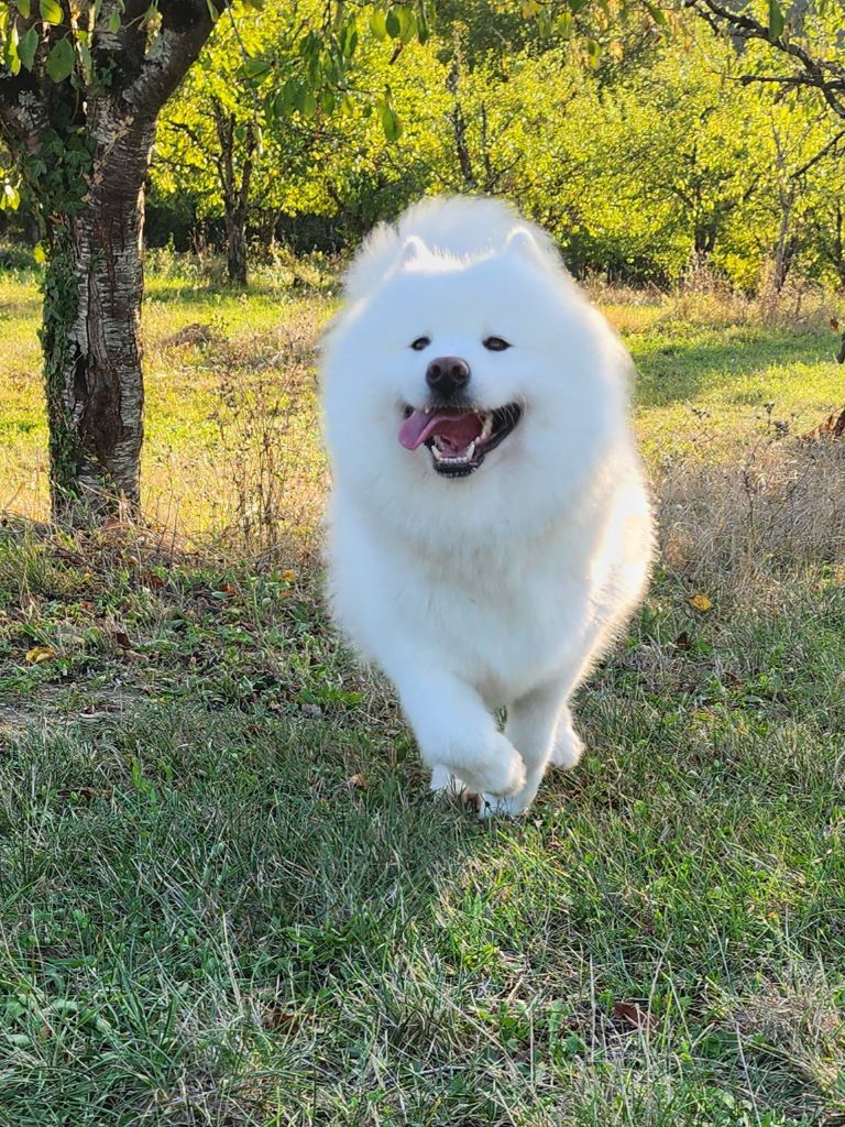 Publication : (Sans Affixe) Auteur : ortolan angelique