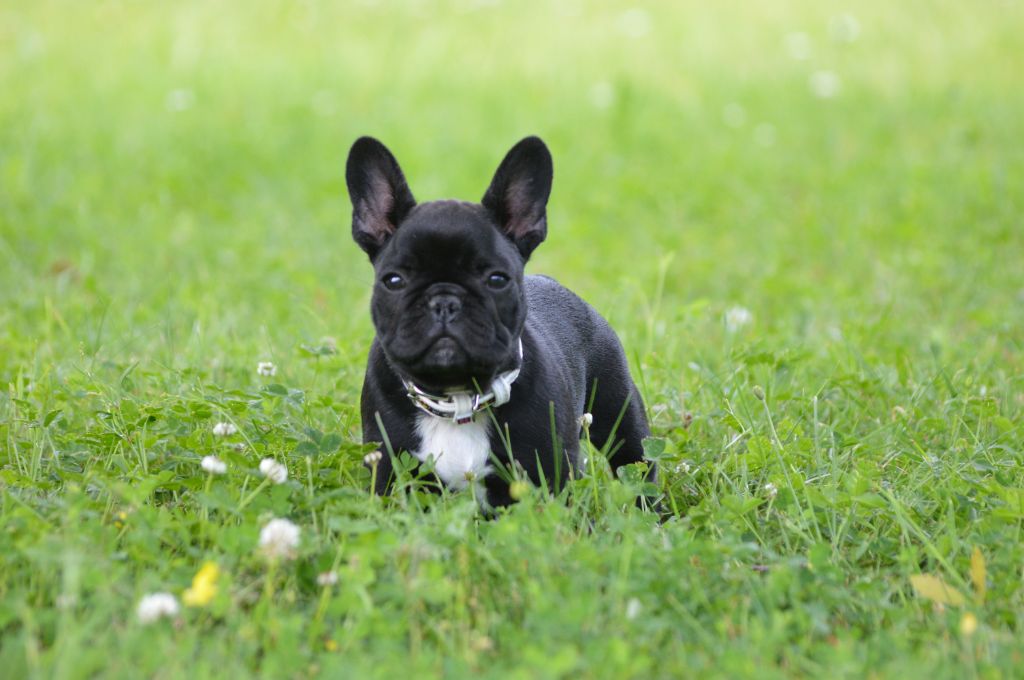 Publication : (Sans Affixe) Auteur : Husson Elodie