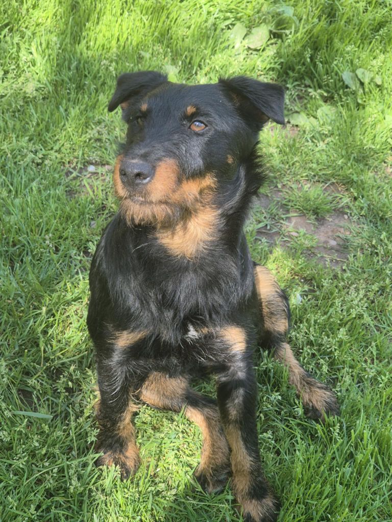 Publication : Des Diables De La Colline Auteur : tifanny