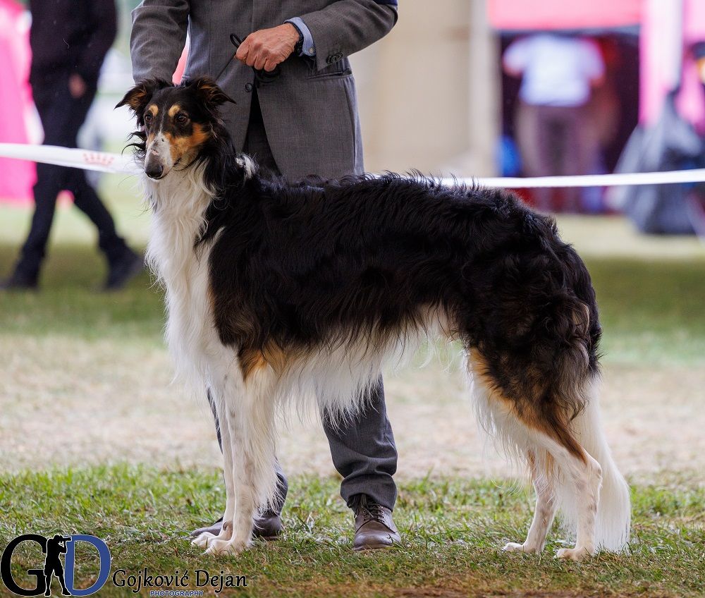 Publication : Katnaya Nova Auteur : Dejan Gojkovic