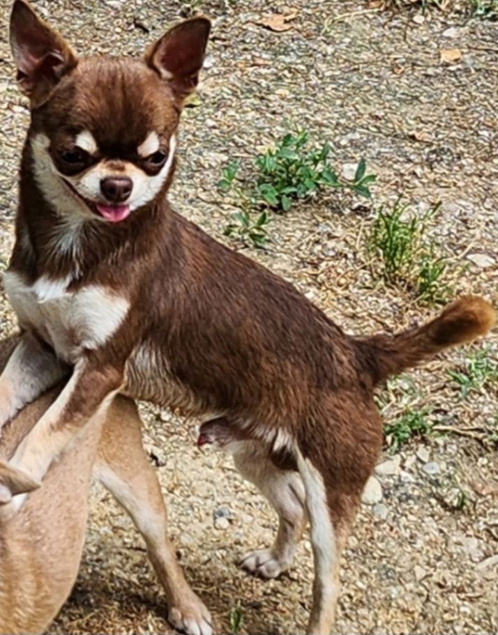 Publication : De la rose au cristal 