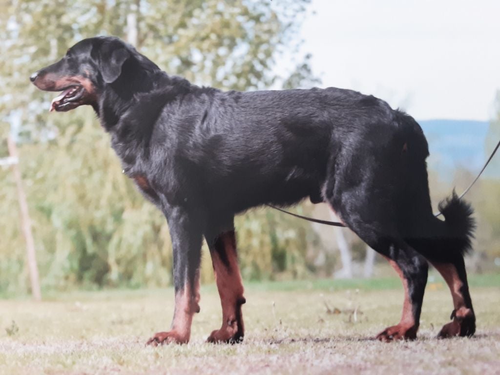 Publication : Des Divins Bergers Auteur : Françoise