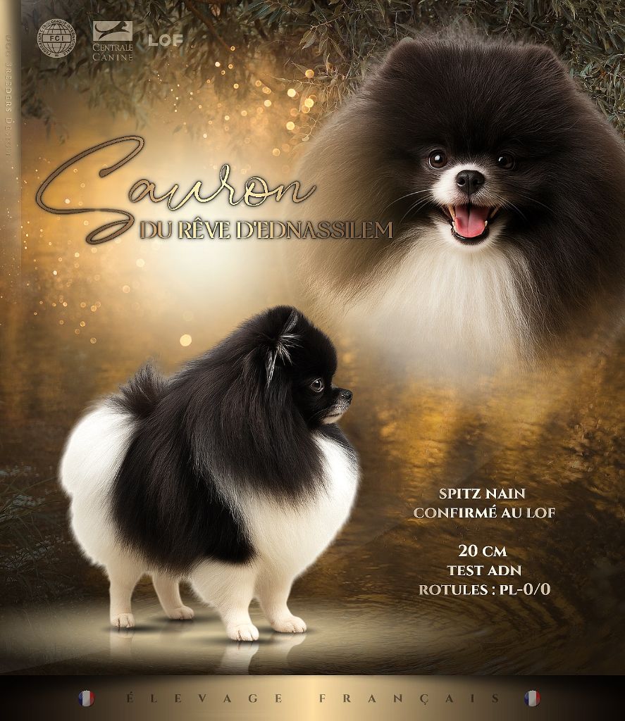 Publication : Du Rêve D’Ednassilem