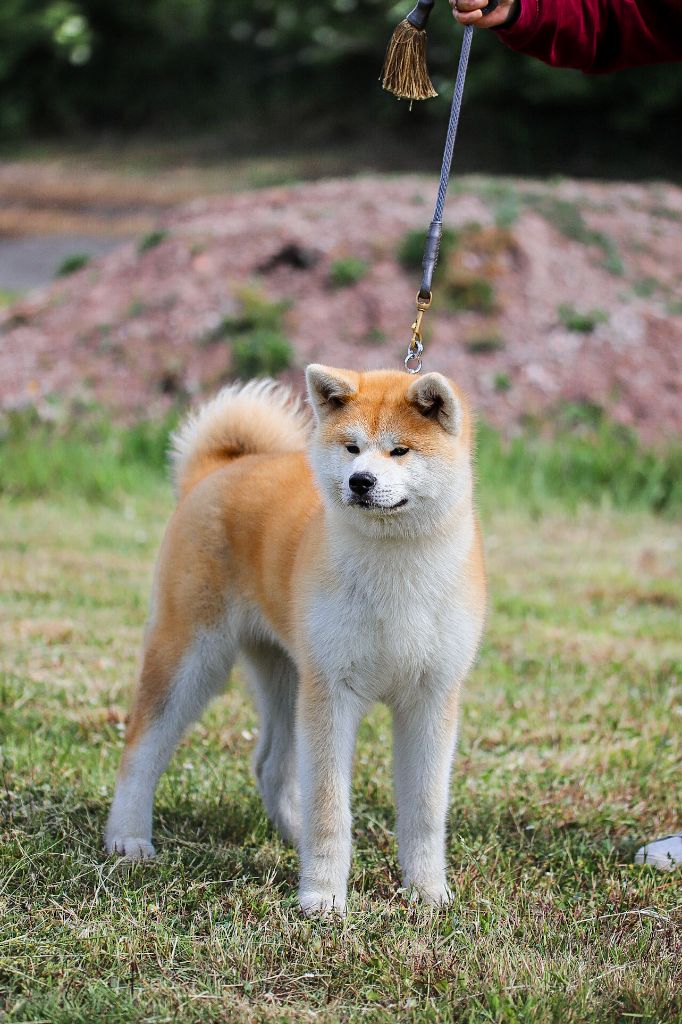 Publication : Le Domaine D'Ulysse 