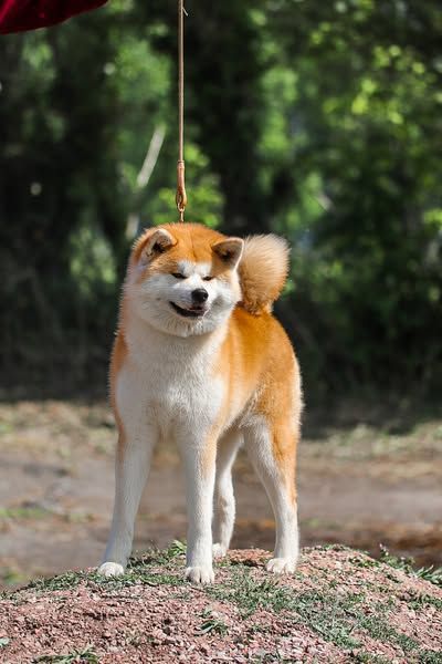 Publication : Le Domaine D'Ulysse 