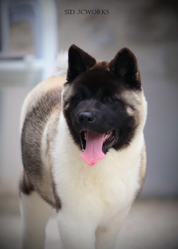 Publication : I Believe Aken Flam Auteur : ROGNON Cyriel