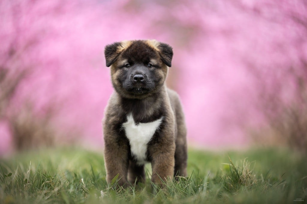 Publication : Bears Ears Auteur : Loriane Photographe 