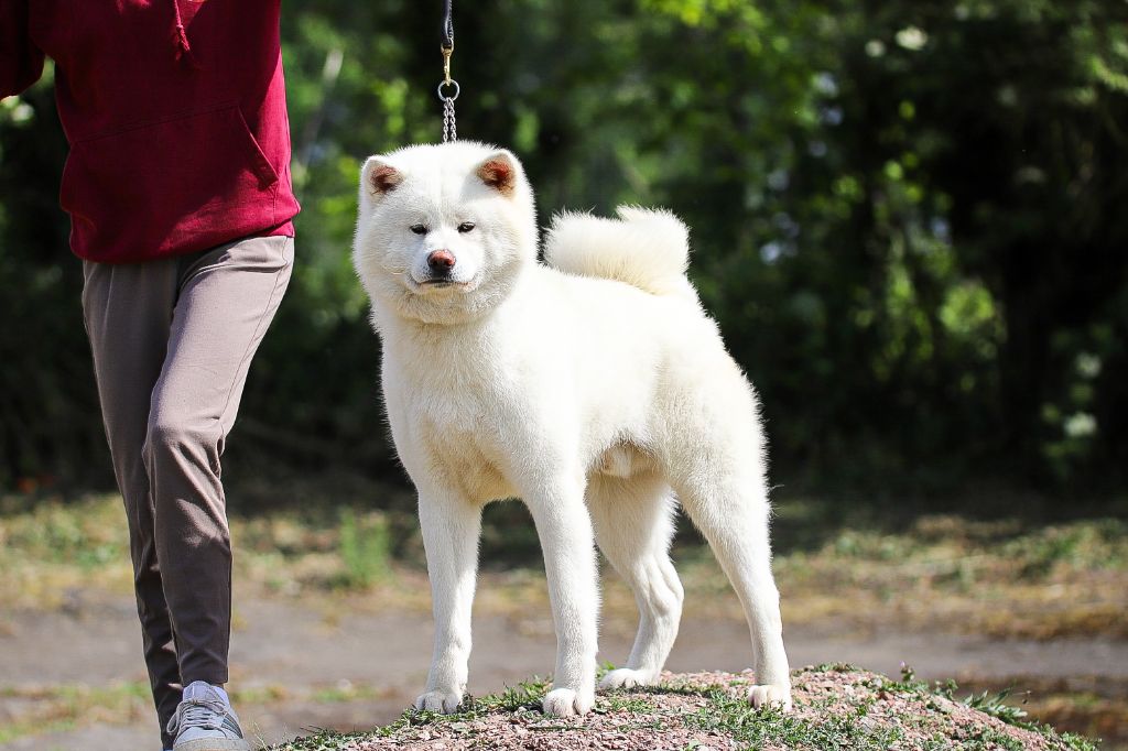 Publication : Le Domaine D'Ulysse 