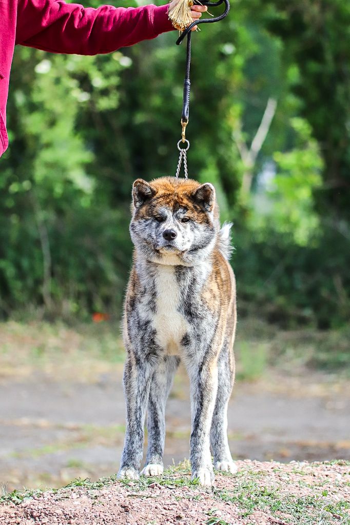 Publication : Le Domaine D'Ulysse