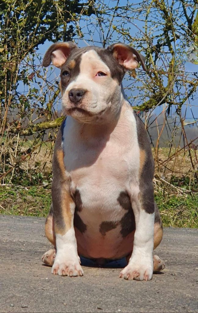 Publication : Of Ghost's Empire 