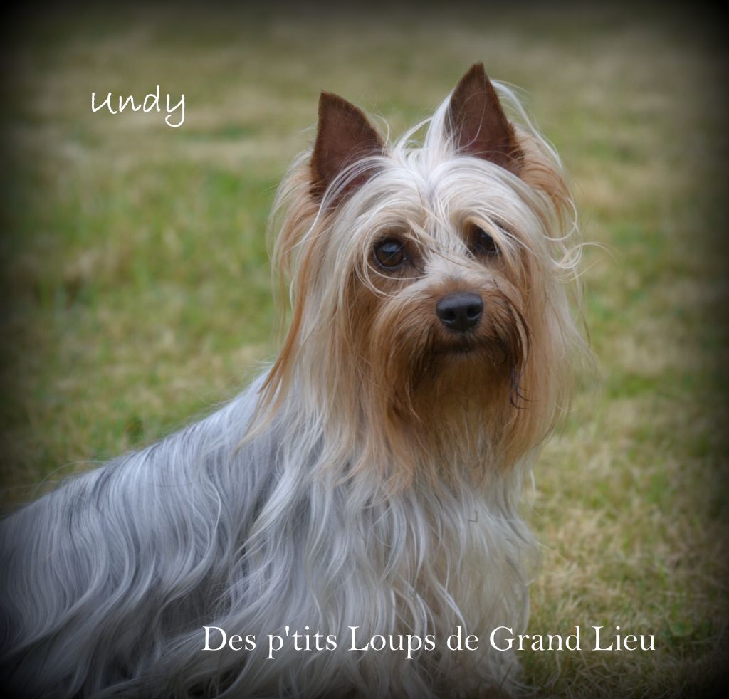 Publication : Des P'tits Loups De Grand Lieu 