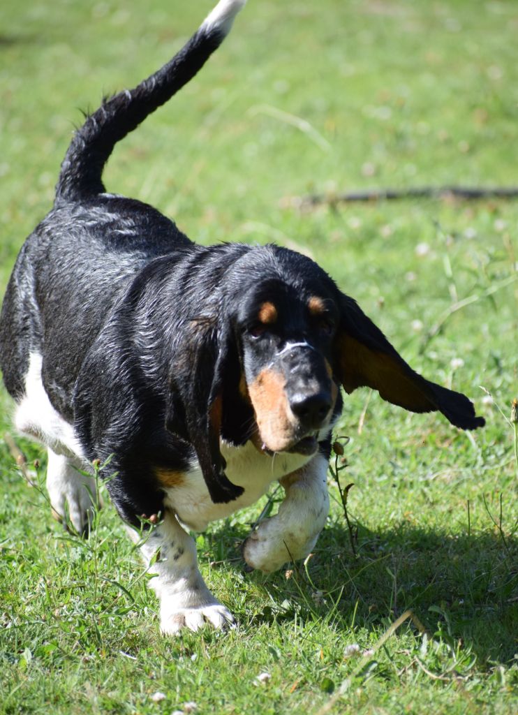 Publication : des Cotes de la Saunade Auteur : des Cotes de la Saunade 