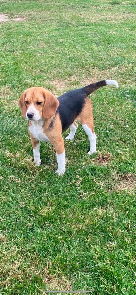 Publication : De La Colline De Montjuic 