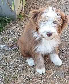 Publication : de la Planète de Yoda 