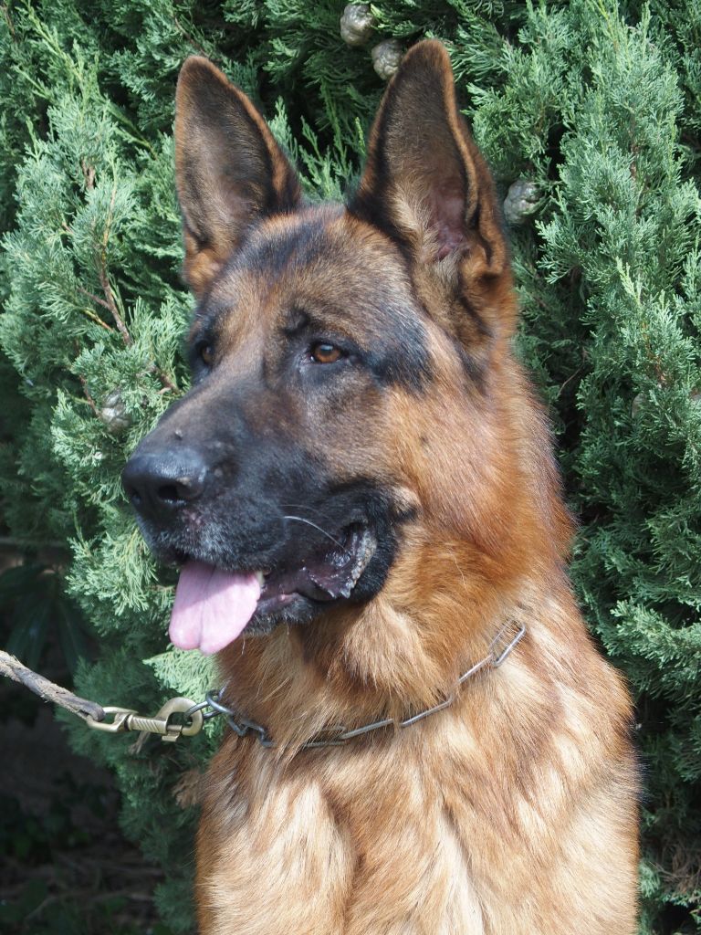 Publication : de la Gaïdocienne