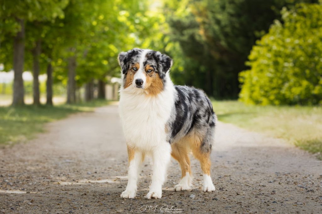 Publication : Elevage Du Domaine De Lumia Auteur : J'M Gabrion Photographie