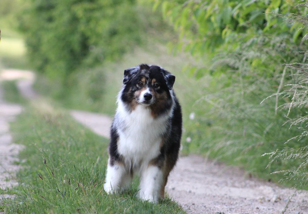 Publication : Des Bergers D'eden Auteur : Bergers d'Eden