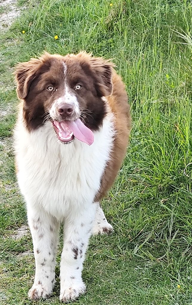 Publication : De La Terre Des Menhirs