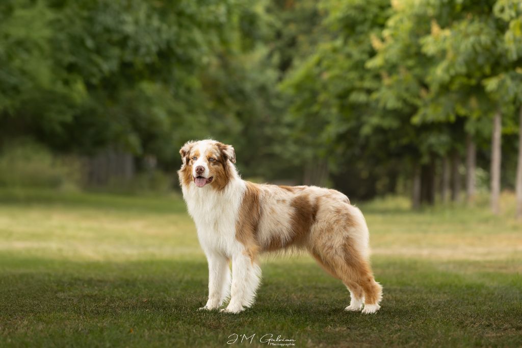 Publication : des rêves d'opaline