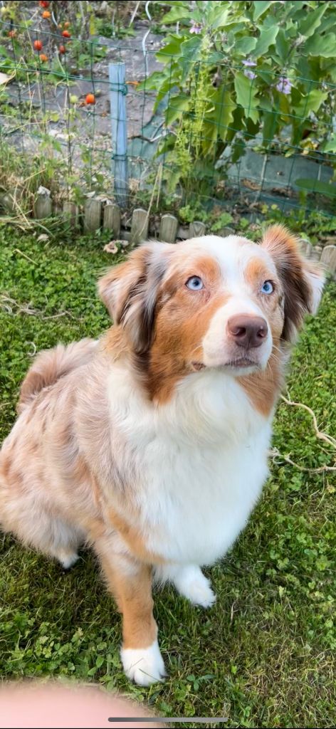 Publication : Du Domaine Du Cap De L'Esperance 