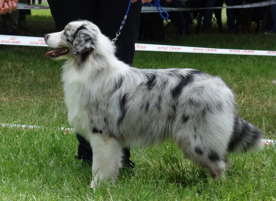 Publication : Des Chemins de Saint François Auteur : Aimé