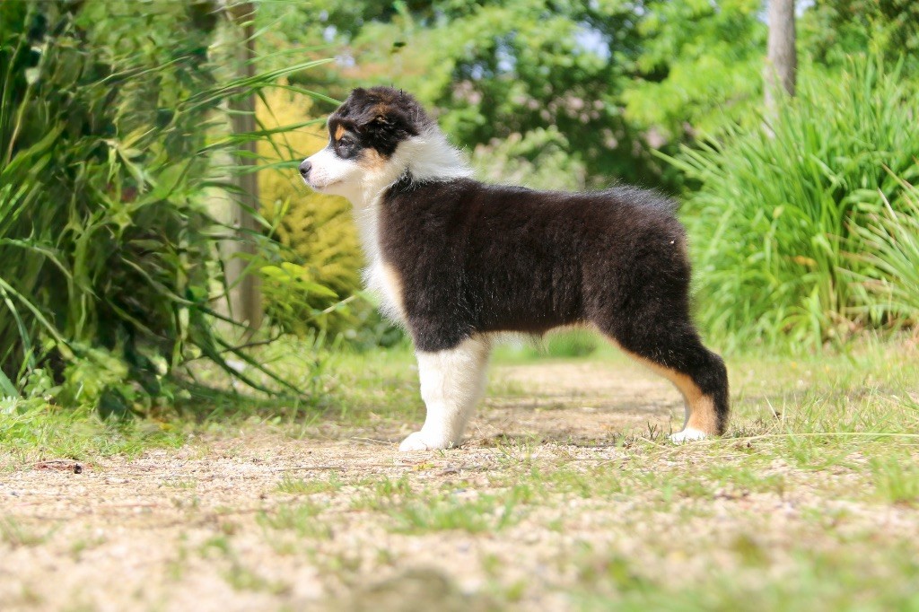 Publication : De La Colombe Béarnaise 