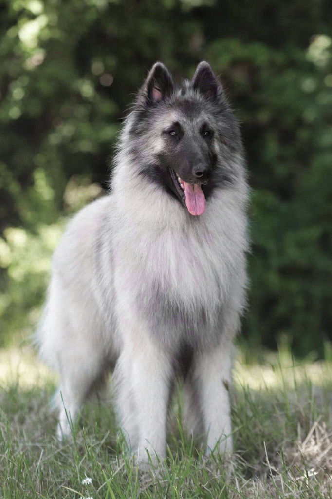 Publication : Shepherds Of Paradise 