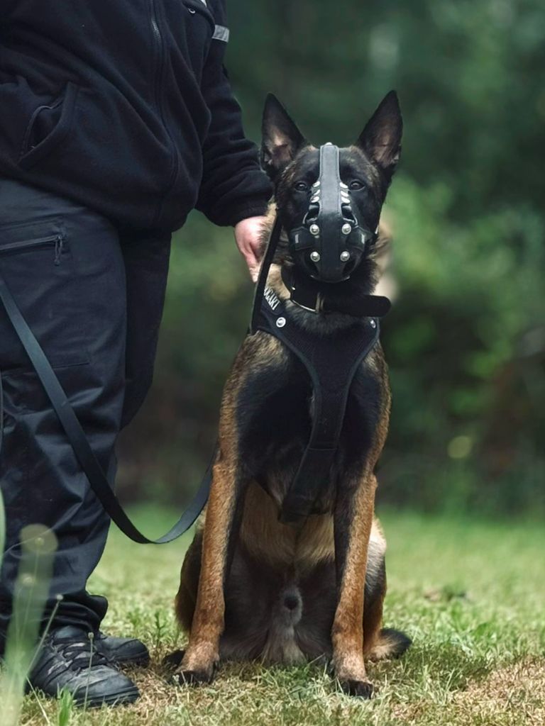 Publication : Des Crocs Noirs 