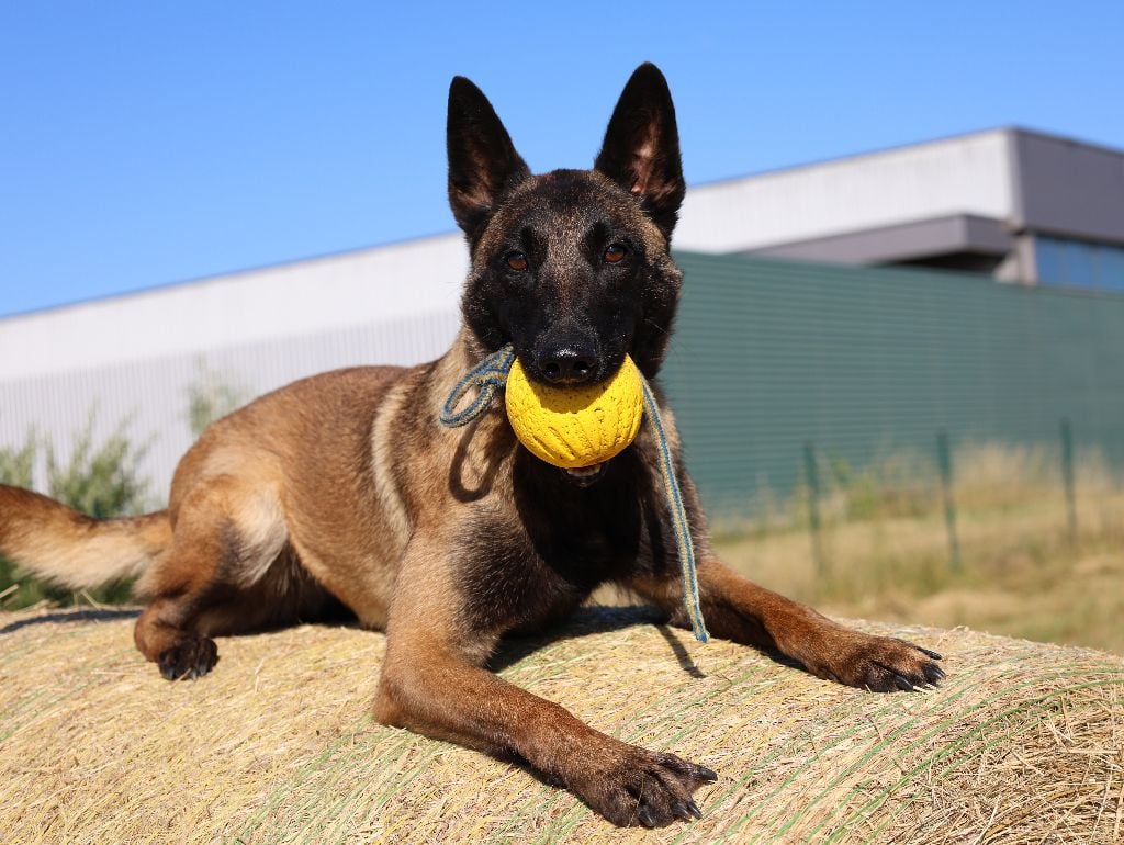 Publication : Du domaine saint loup 