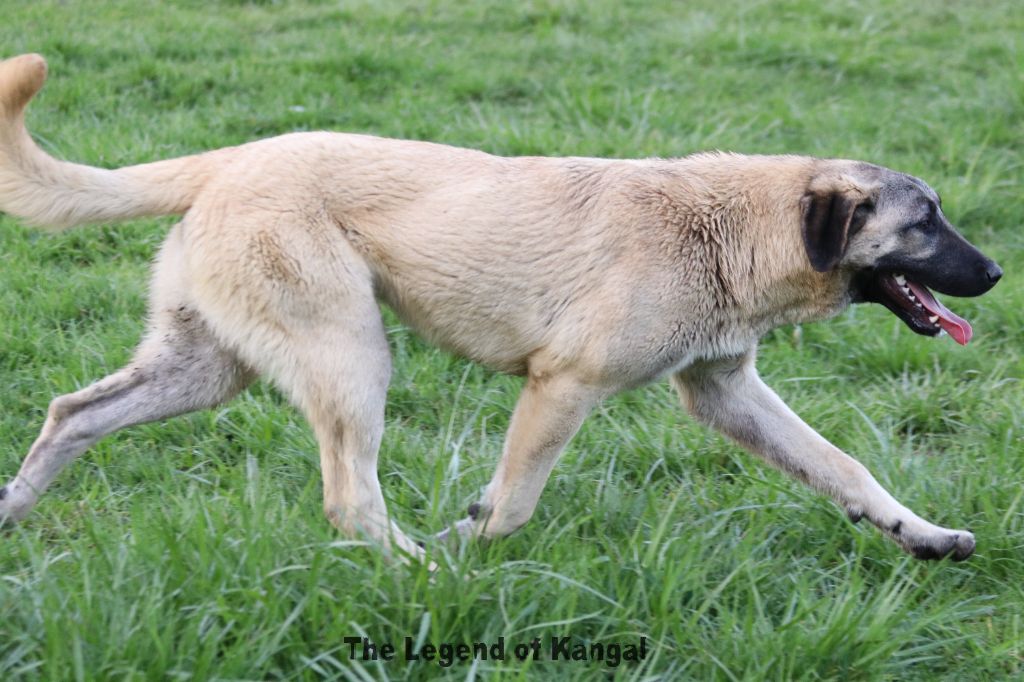 Publication : The Legend Of Kangal 