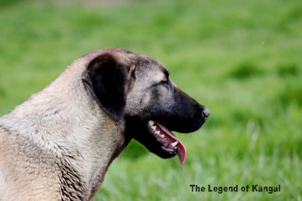 Publication : The Legend Of Kangal 