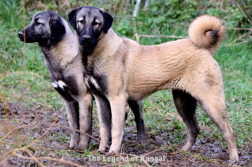 Publication : The Legend Of Kangal 