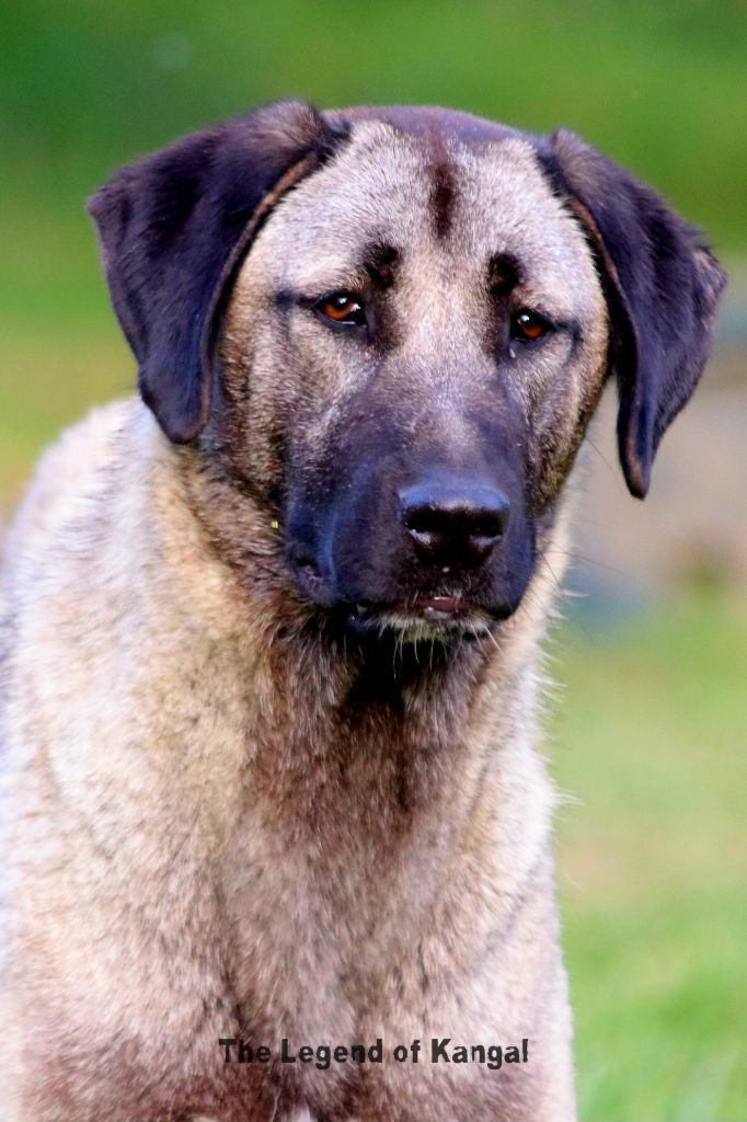 Publication : The Legend Of Kangal 