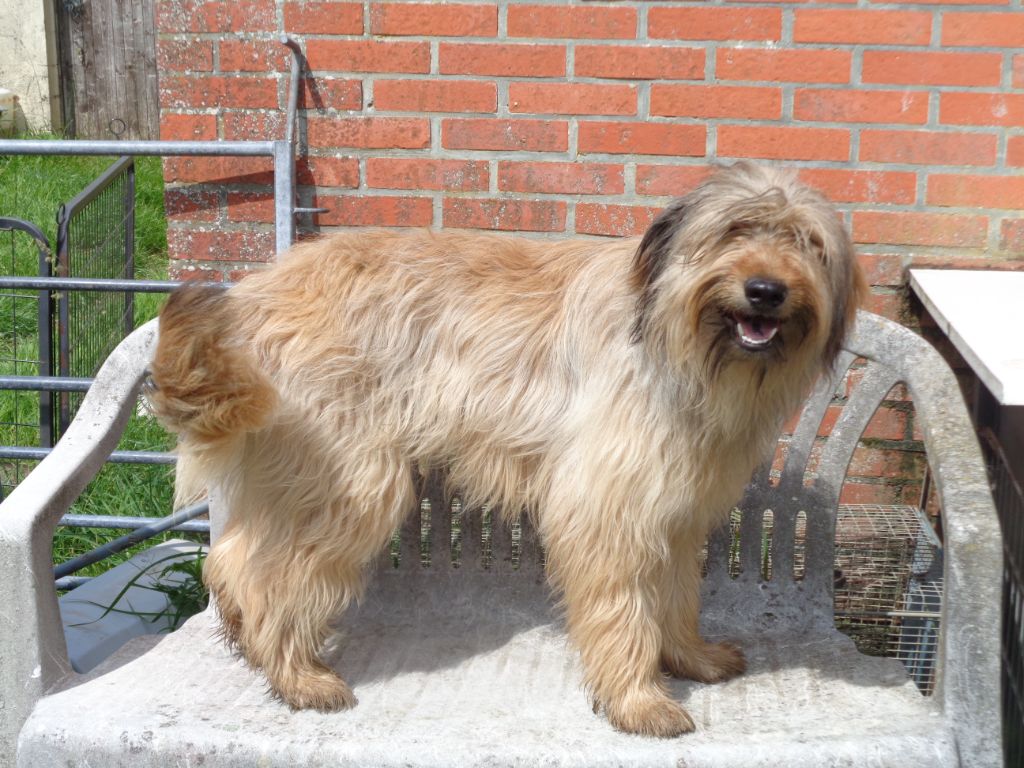 Publication : a dream of Bear'd 