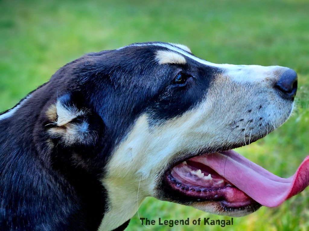 Publication : The Legend Of Kangal 