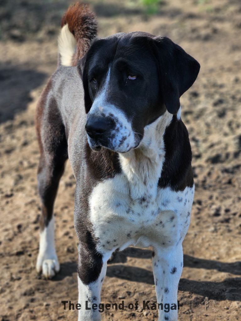 Publication : The Legend Of Kangal 