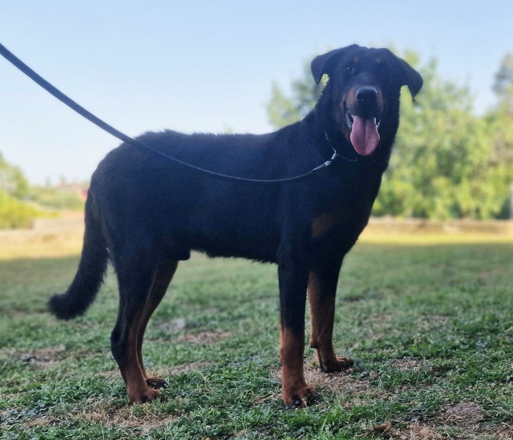 Publication : Des Gardiens De Rome 