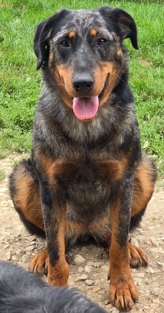 Publication : Grands sphynx paisibles Auteur : DES GRANDS SPHYNX PAISIBLES