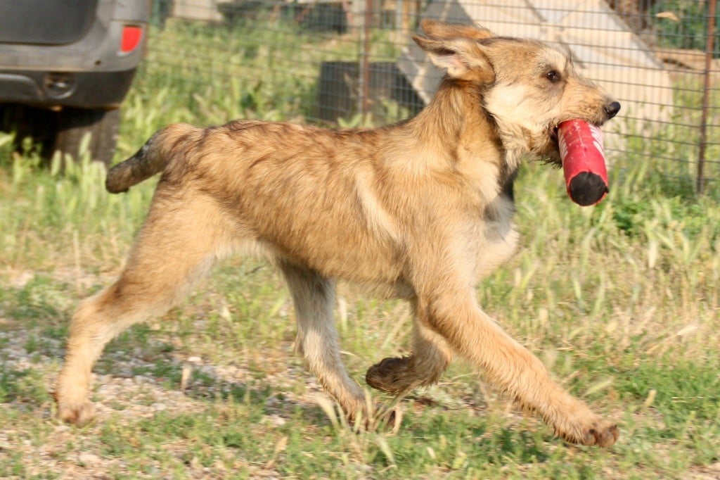 Publication : du rocher de saphir 