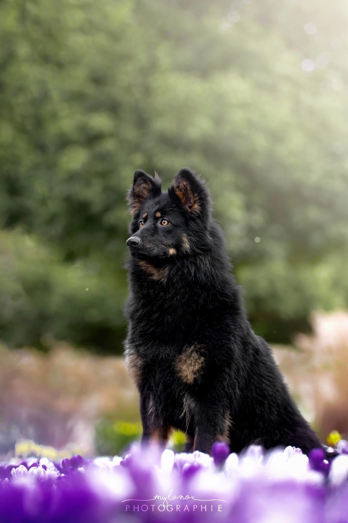 Publication : De La Tour Brune