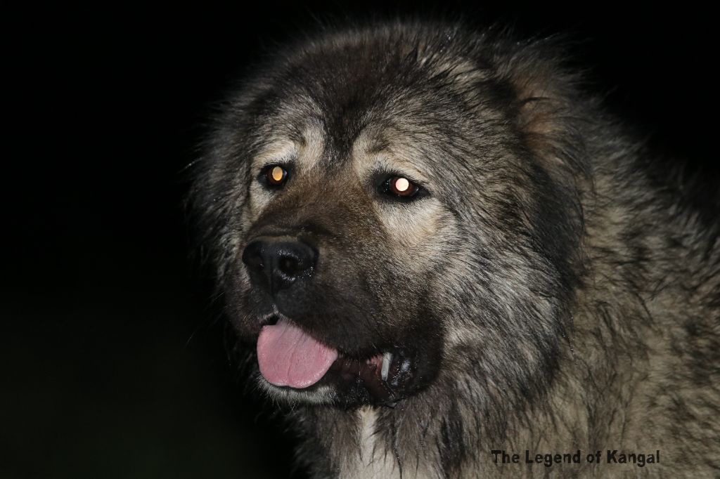 Publication : The Legend Of Kangal 