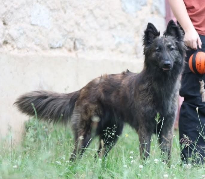 Publication : du domaine des Sphinx Noirs Auteur : Aurélie Marty 